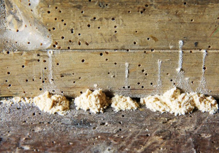 Unveiling the Intriguing World of Woodboring Beetles: Nature’s Tiny Architects