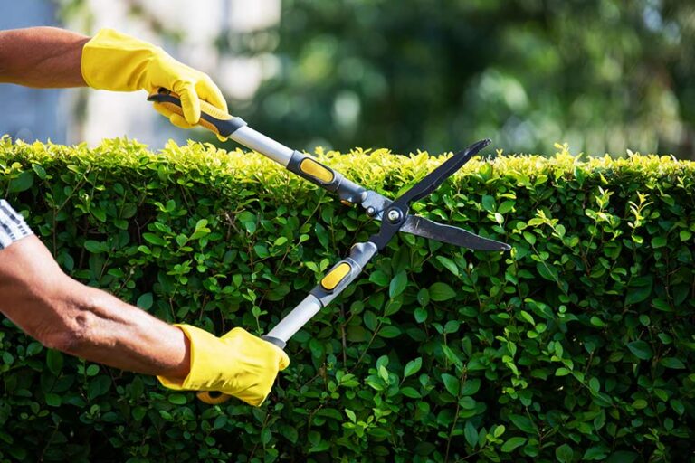 The Art and Importance of Hedge Trimming in Auckland