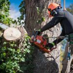 Portland’s Top Arborist Services: Removal & Trimming