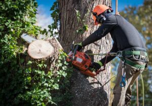 Portland’s Top Arborist Services: Removal & Trimming